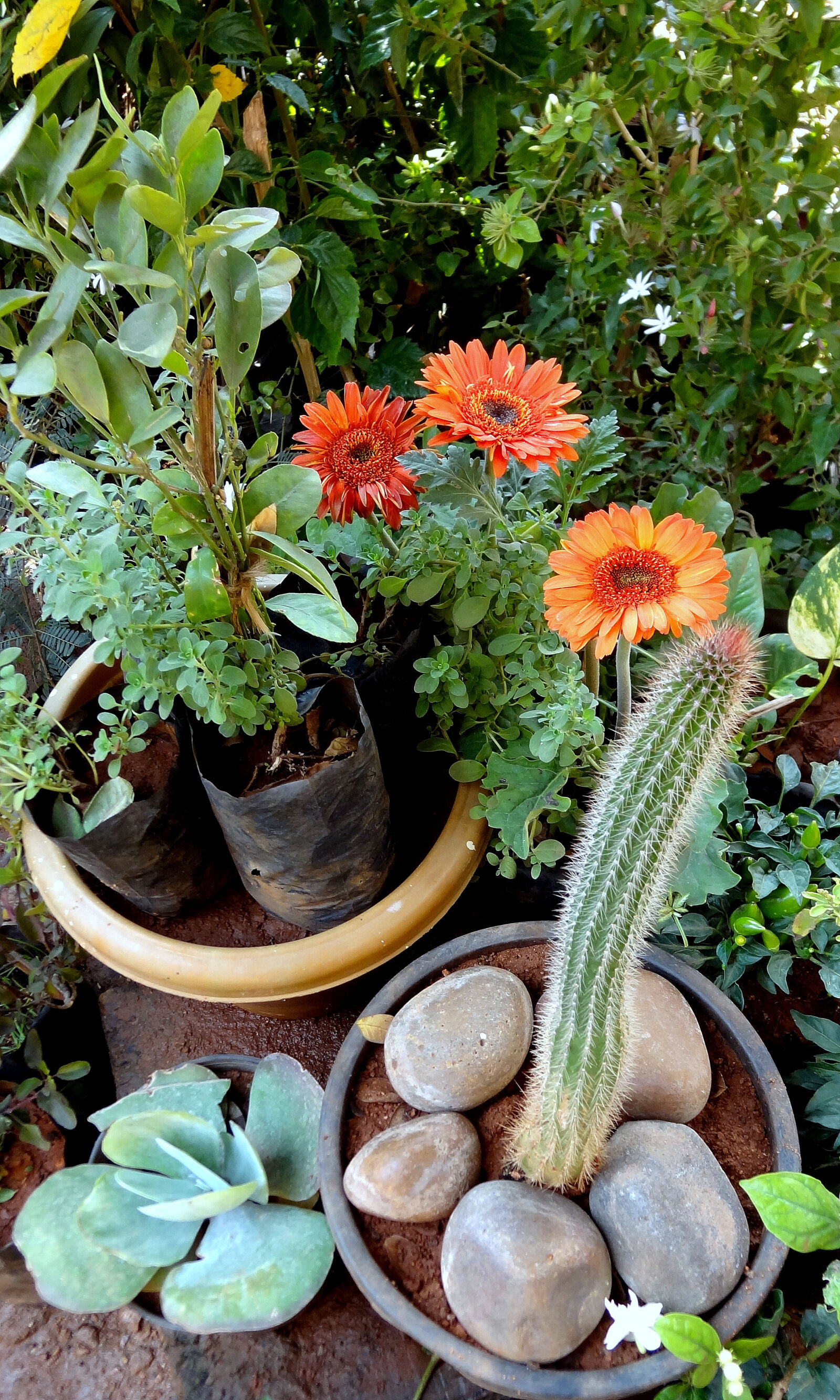 Sony Cyber-shot DSC-HX9V sample photo. My, garden photography