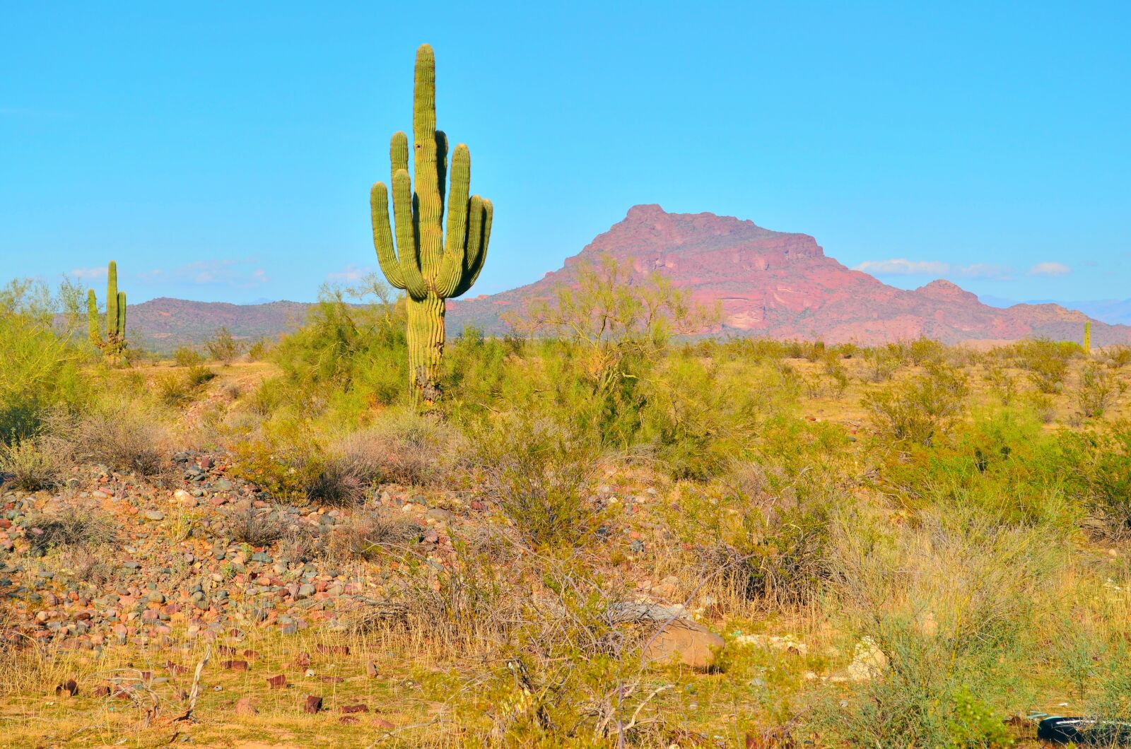 Nikon D5100 sample photo. Desert, landscape, cactus photography