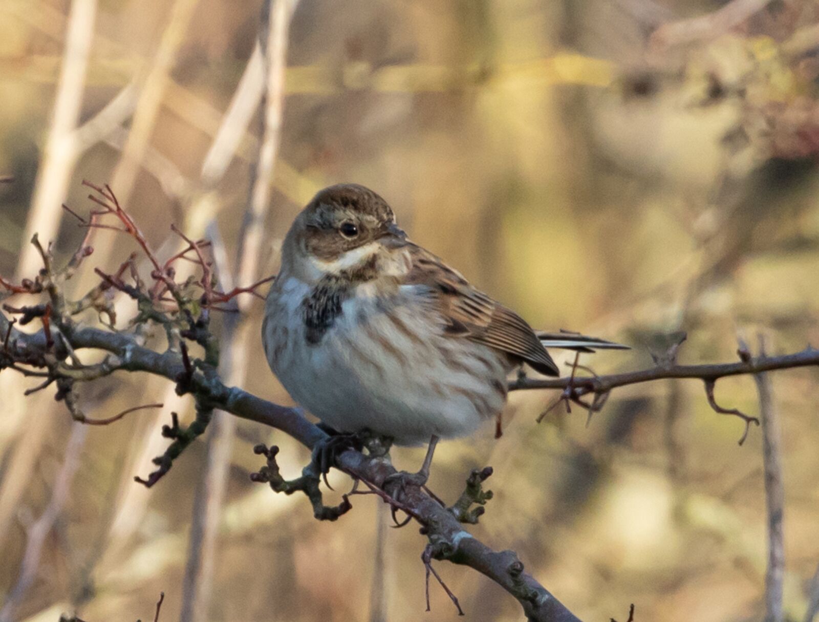 Canon EOS 7D Mark II sample photo. Female bird, female chaffinch photography