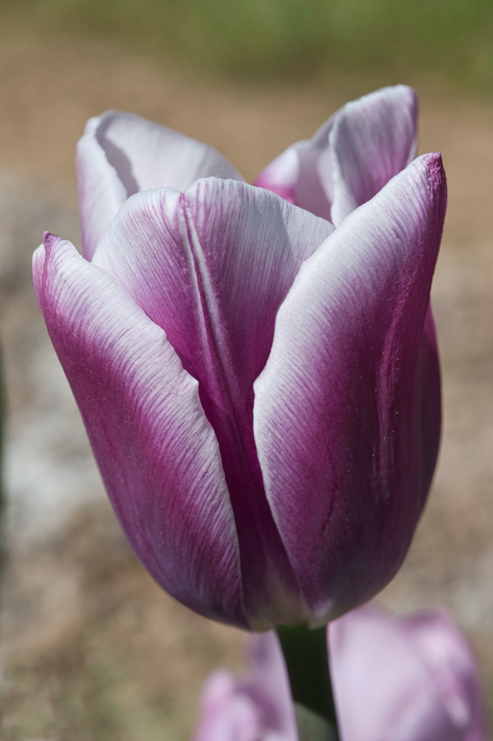 Nikon Nikkor Z 85mm F1.8 S sample photo. Tulip, flower, spring photography