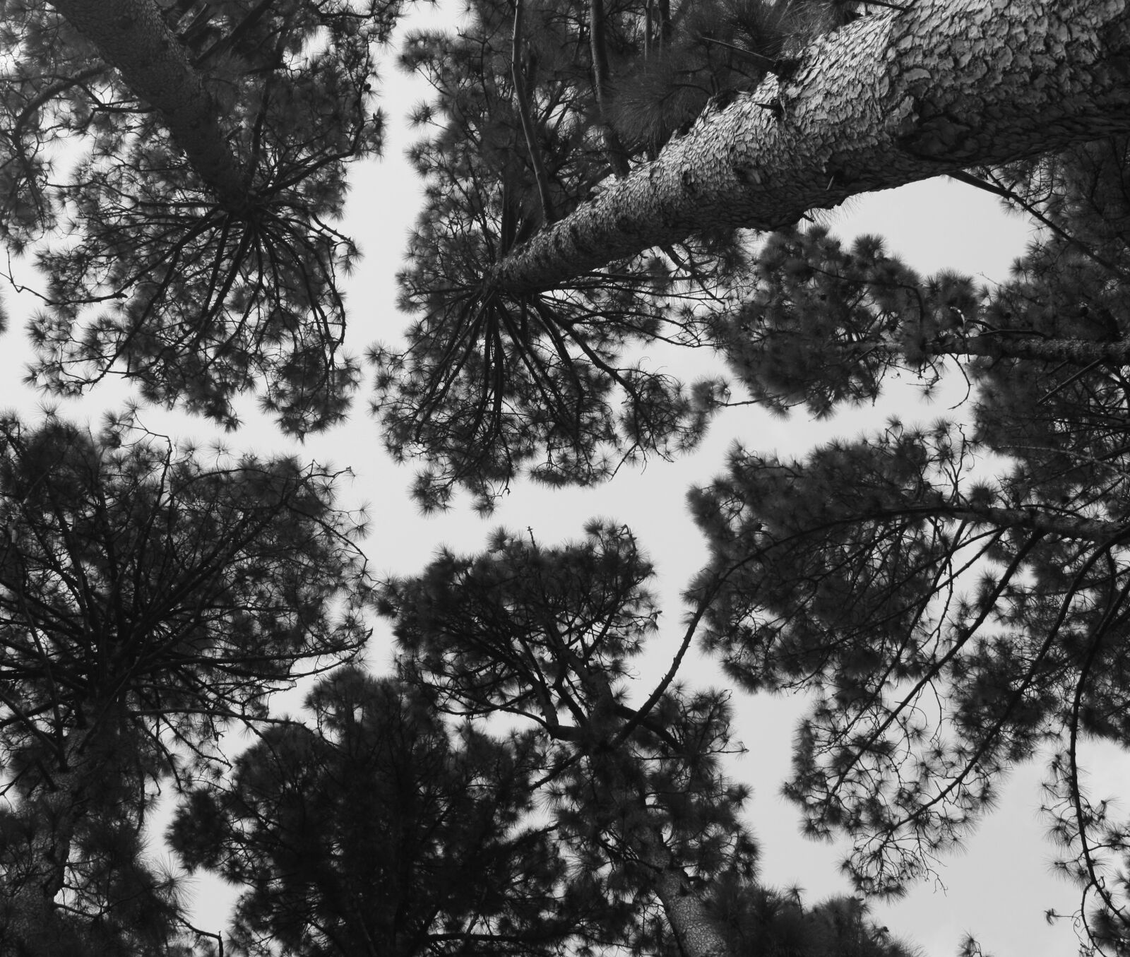 Canon EOS 450D (EOS Rebel XSi / EOS Kiss X2) sample photo. Pine trees, sky, forest photography