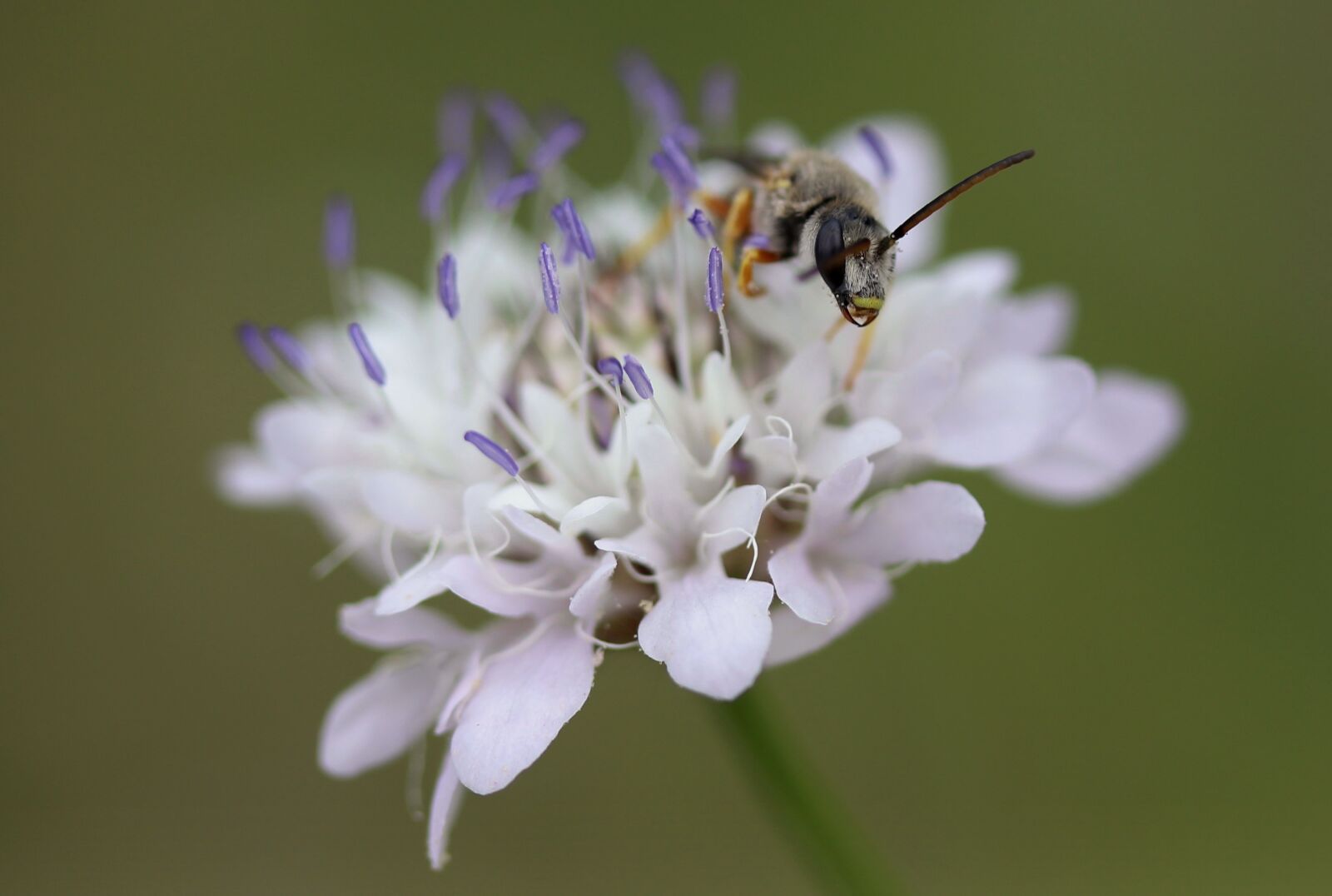 Canon EF-S 60mm F2.8 Macro USM sample photo. Flower, white, wasp photography