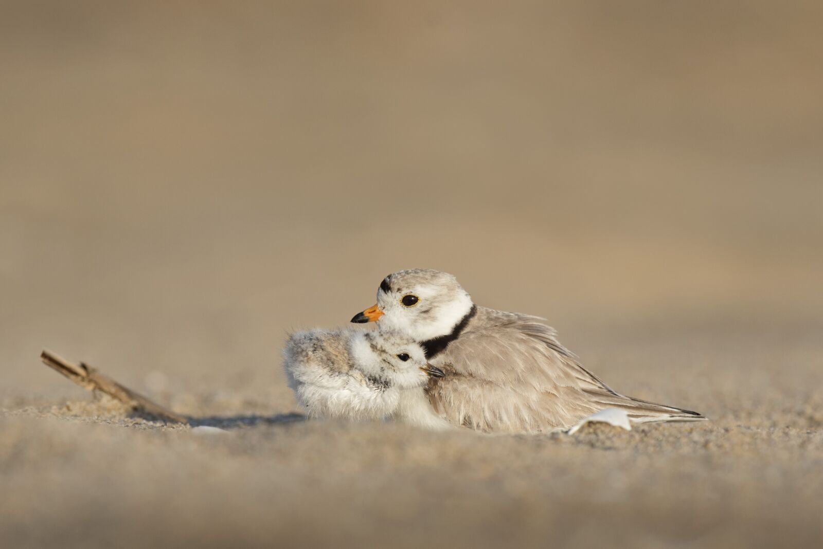 Nikon D750 sample photo. Animals, avian, birds photography