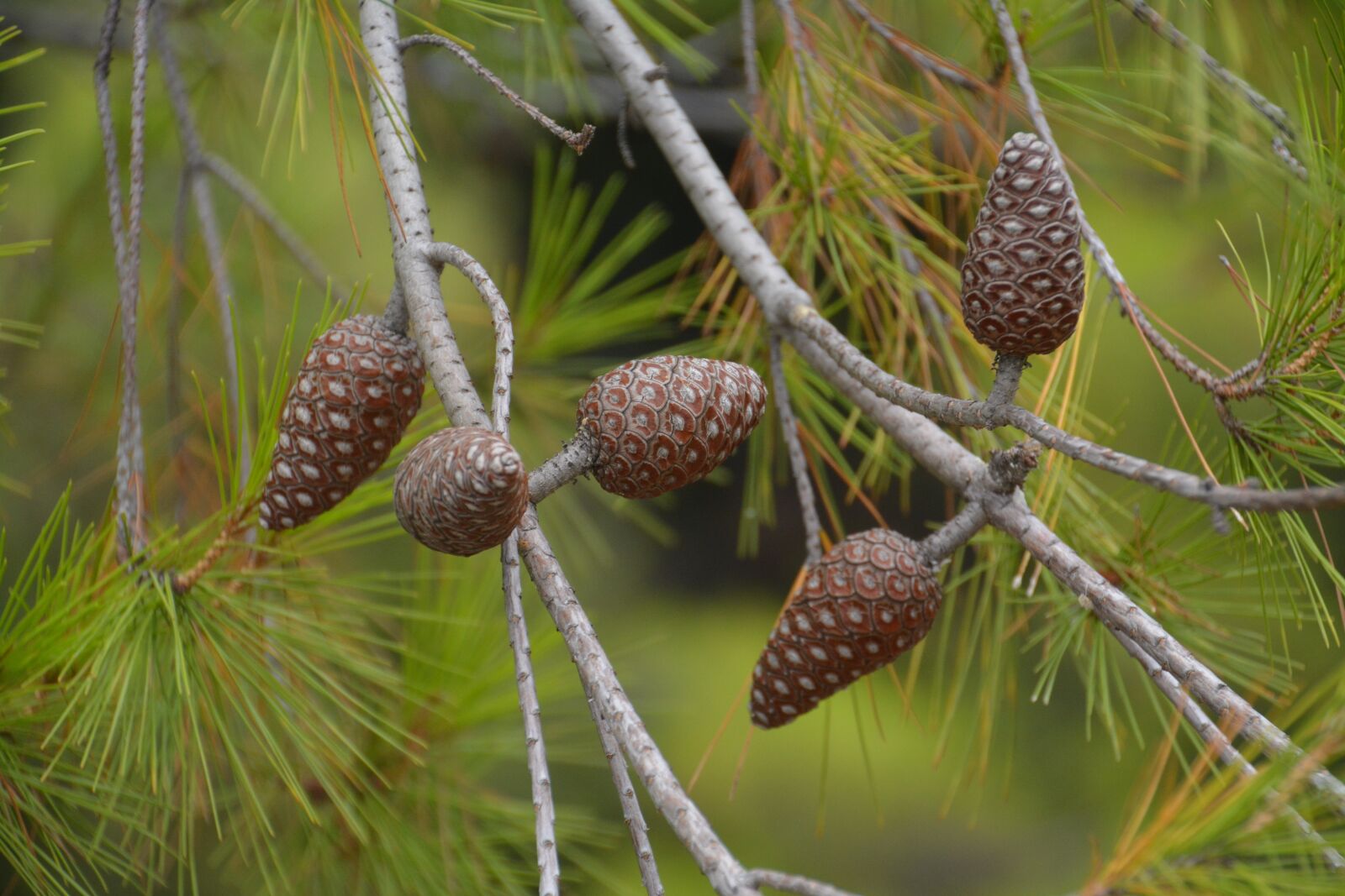 Nikon D5200 sample photo. Forest, needle, cones photography