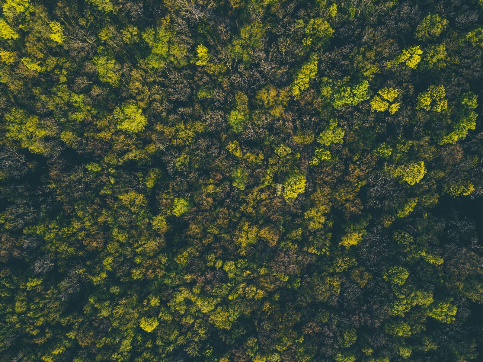 DJI FC220 sample photo. Tree, trees, green photography