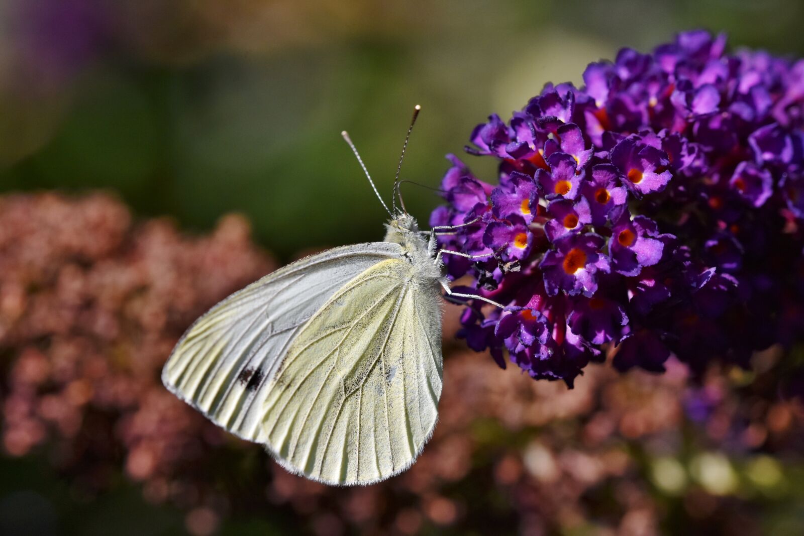 Nikon D7200 sample photo. Butterfly, white sling, lepidoptera photography