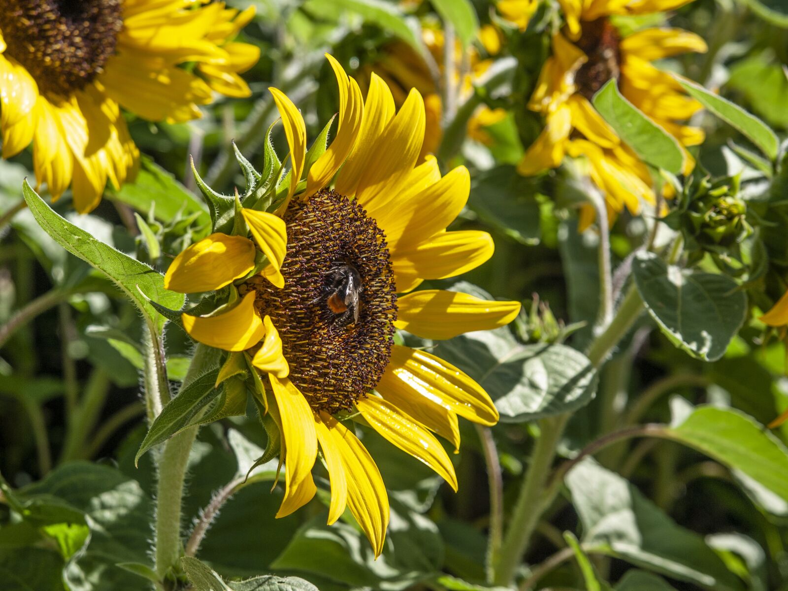 Olympus E-450 (EVOLT E-450) sample photo. Sunflower, bee, insect photography