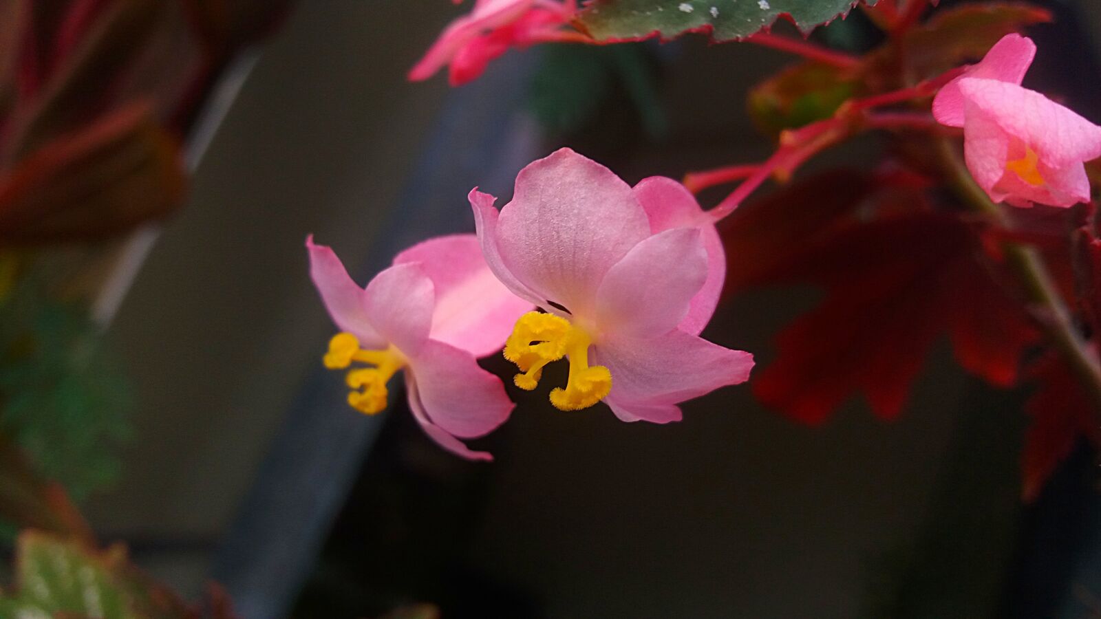 Samsung SM-J500F sample photo