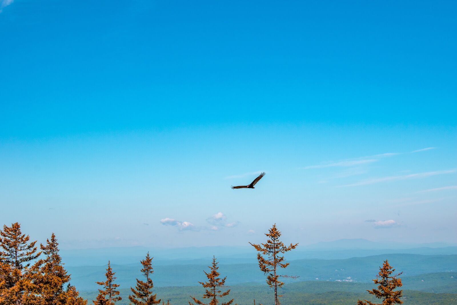 Nikon D5600 sample photo. Vulture, turkey, bird photography