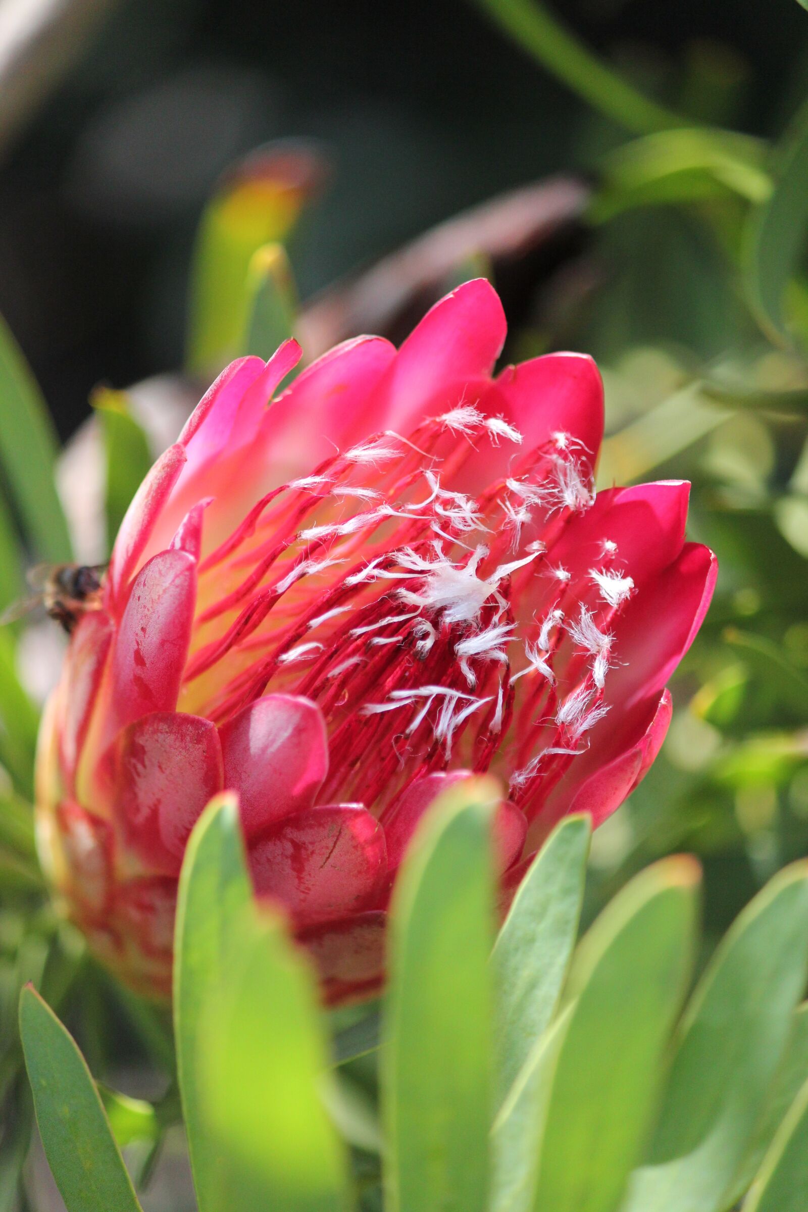 Canon EOS 550D (EOS Rebel T2i / EOS Kiss X4) sample photo. Protea, africa, flower photography