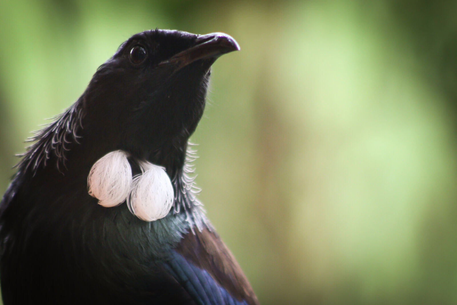 Canon EOS 20D sample photo. Bird, new, zealand, tui photography