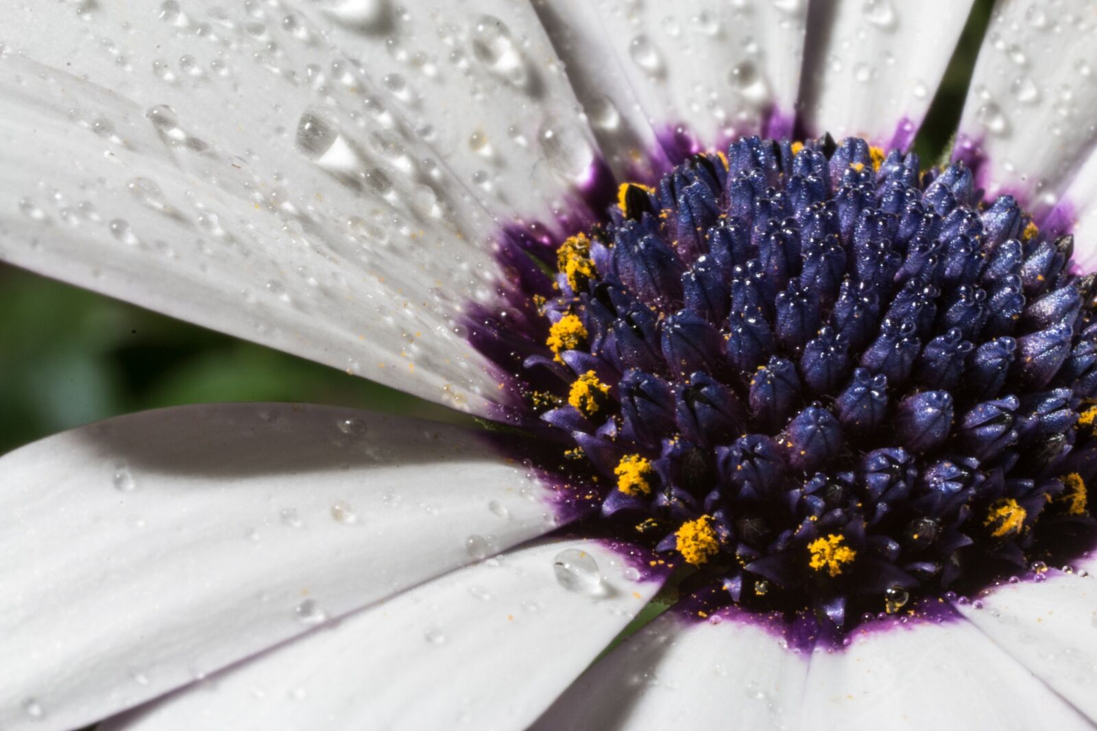 Canon EOS 70D + Canon EF 50mm F2.5 Macro sample photo. Macro, osteospermum ecklonis, cape photography