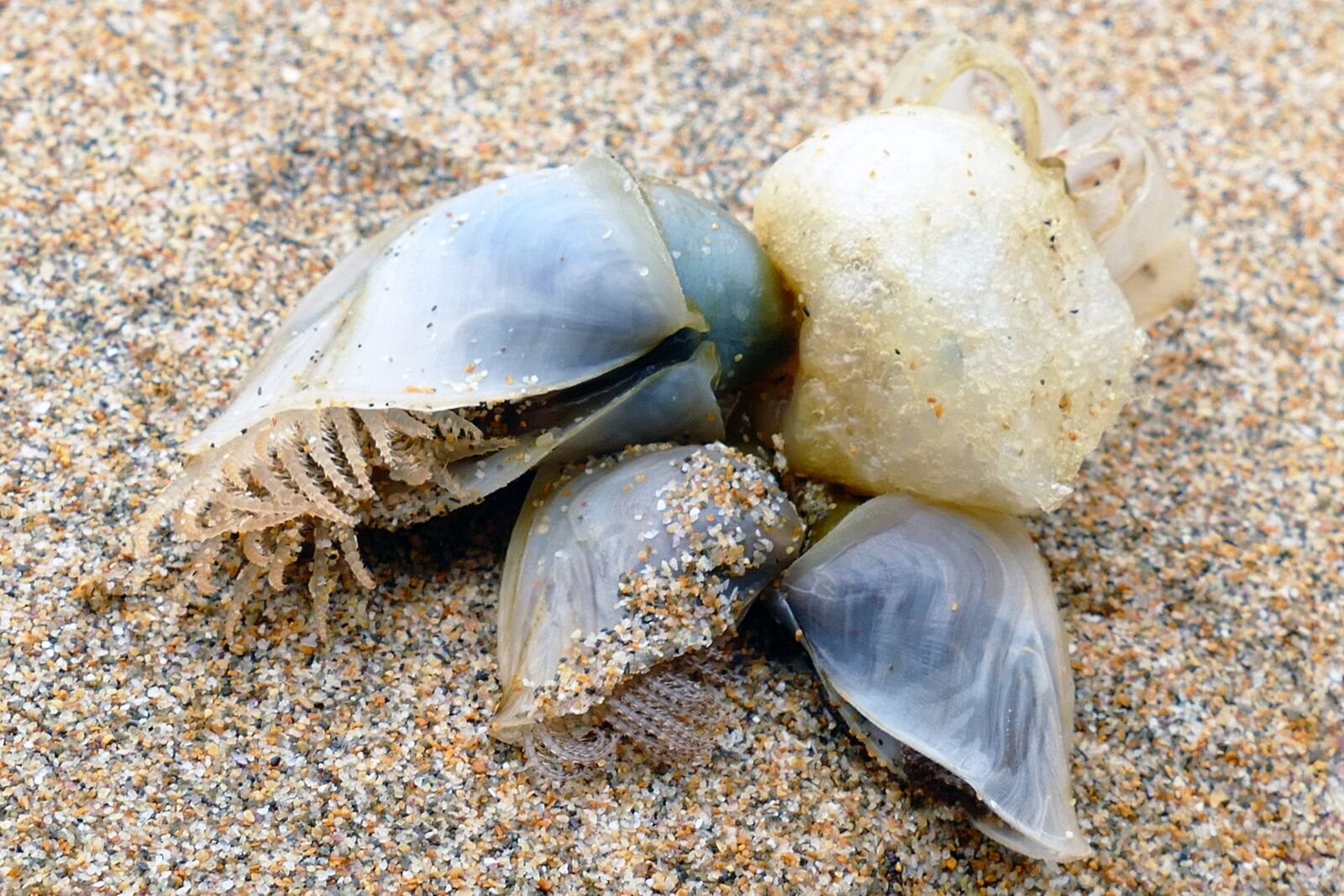 Panasonic Lumix DMC-FZ1000 sample photo. Sea, creature, animal photography