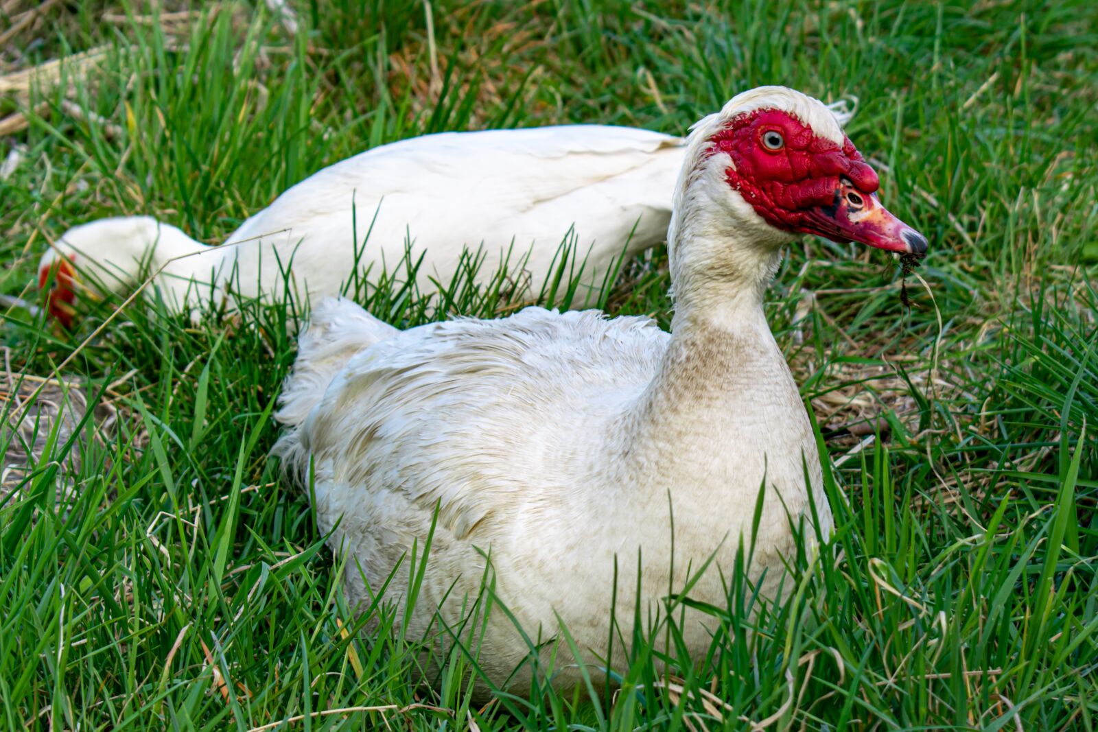 Nikon D5300 sample photo. Wart duck, duck, bird photography