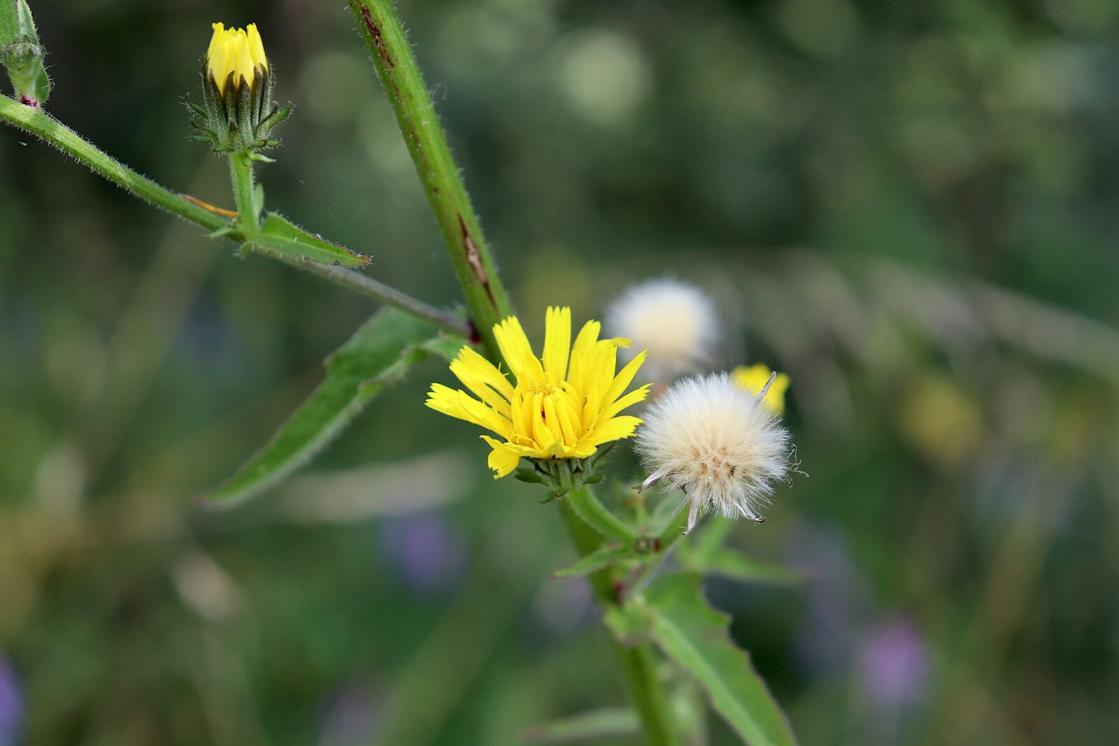 Canon EOS 800D (EOS Rebel T7i / EOS Kiss X9i) sample photo. Flower, plants, fields photography