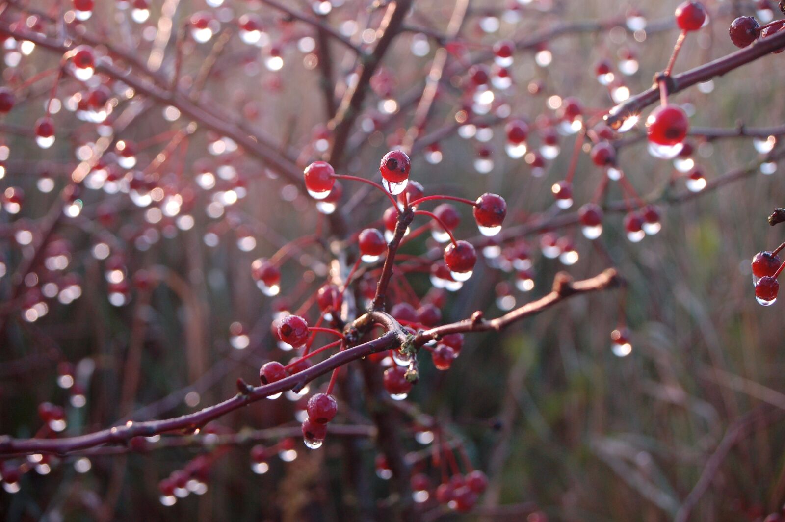 Nikon D50 sample photo. Berry, shrub, drops photography