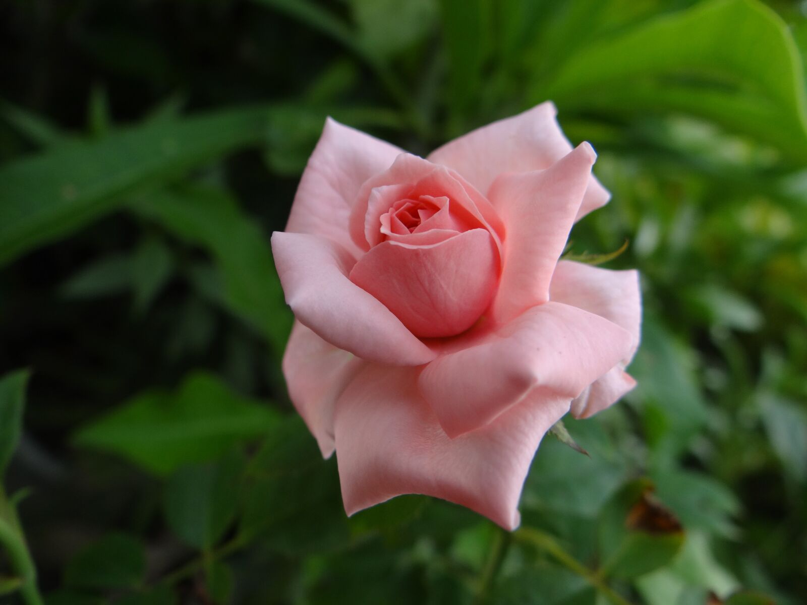 Sony DSC-HX200V sample photo. Pink, rose, flower photography