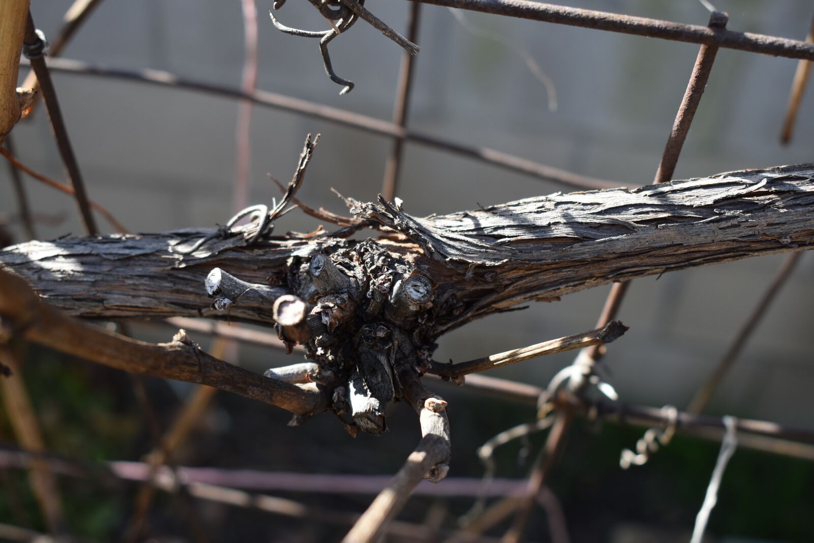 Nikon D3500 sample photo. Grapevine, branches, tree photography