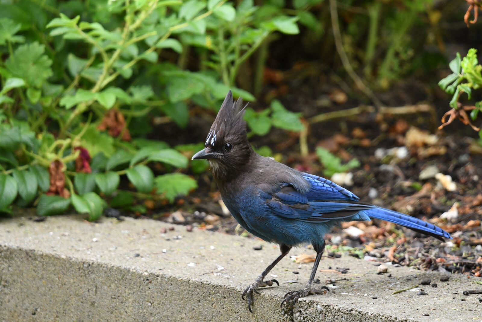 Nikon D500 sample photo. Blue, jay, bird photography