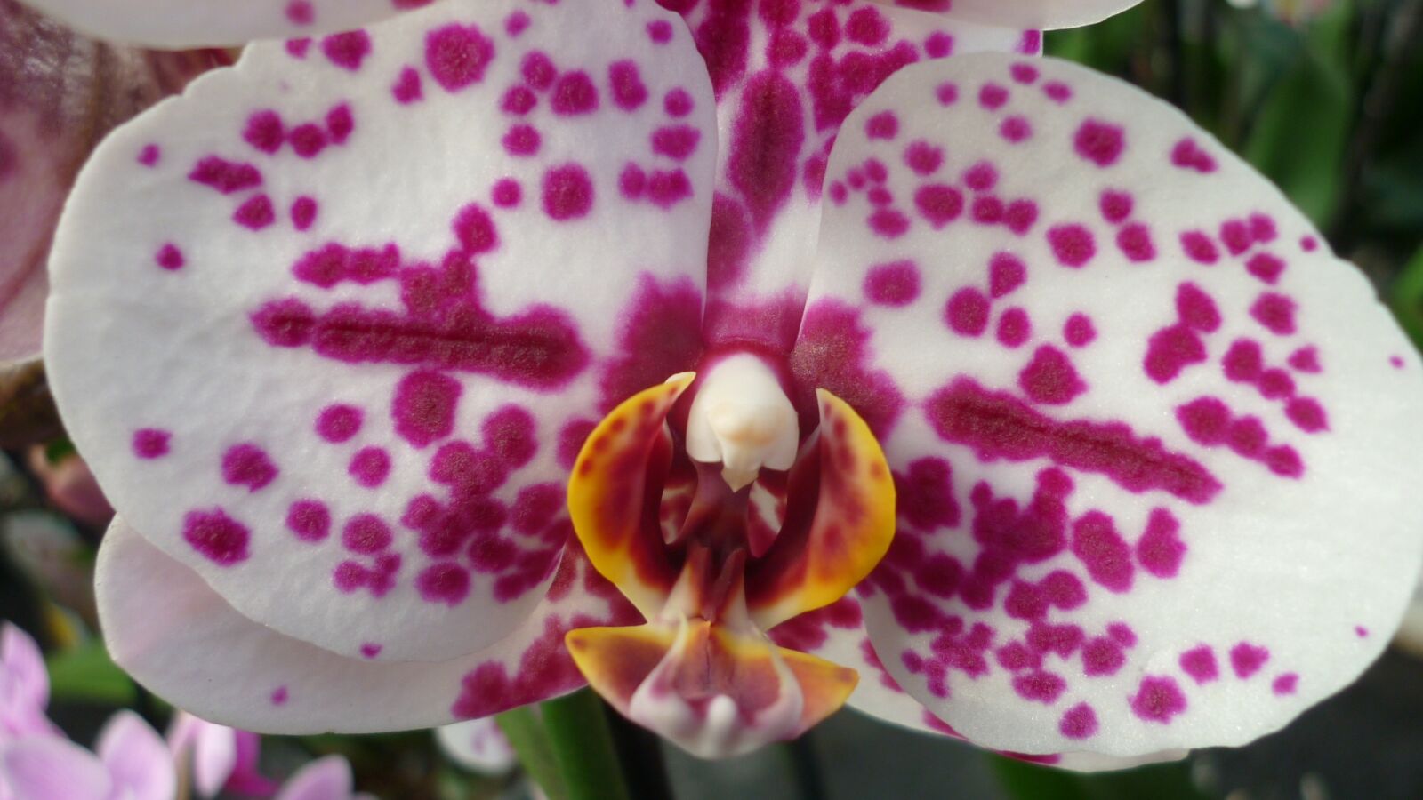 Panasonic Lumix DMC-FS6 sample photo. Orchid, flower, tropical photography