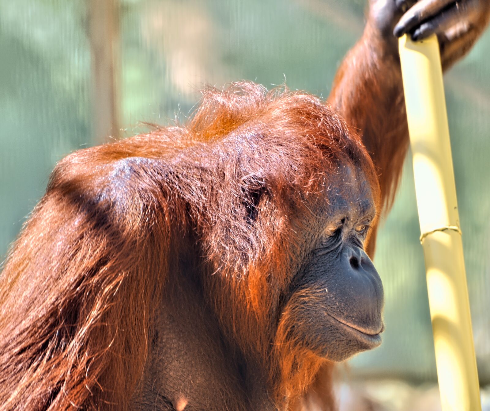 Nikon D300 sample photo. Orangutan, ape, primate photography