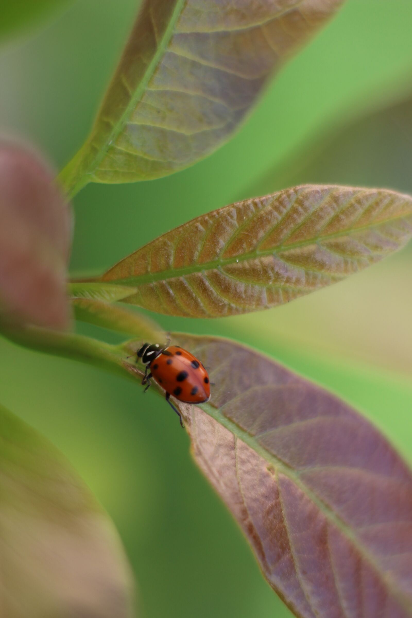 Canon EOS 700D (EOS Rebel T5i / EOS Kiss X7i) sample photo. Ladybug, insect, coccinellida photography