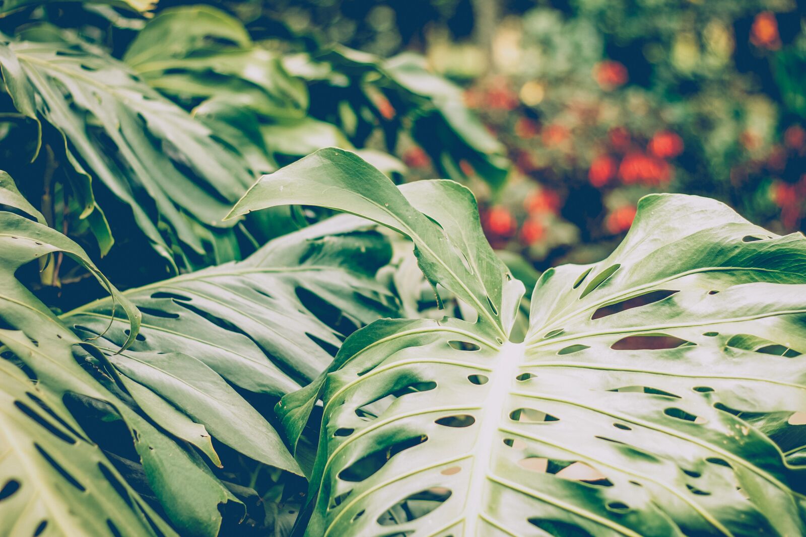 Canon EOS 60D + Canon EF 50mm F1.8 II sample photo. Colores, colors, green, mothernature photography