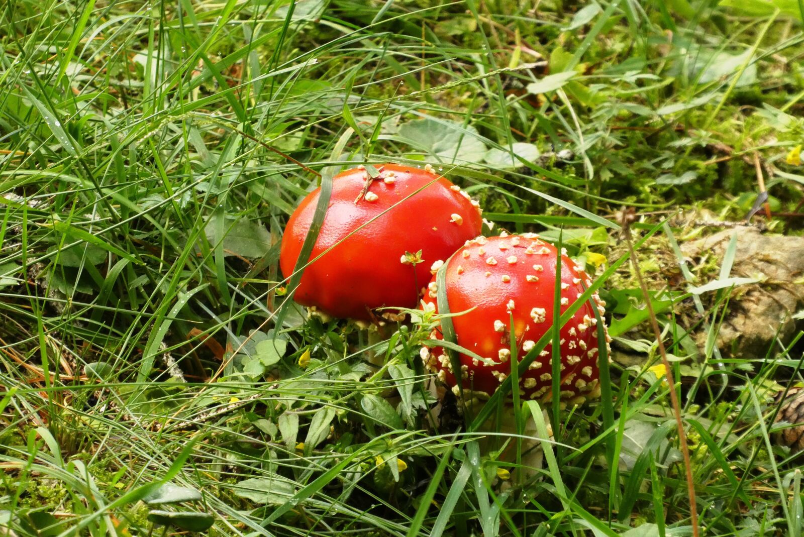 Panasonic Lumix DC-ZS70 (Lumix DC-TZ90) sample photo. Mushroom, fly agaric, autumn photography