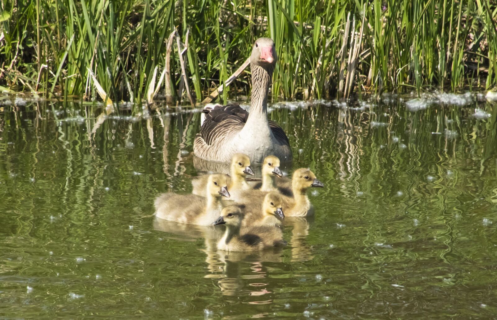 Canon EF75-300mm f/4-5.6 sample photo. Summer goose, goose, geese photography