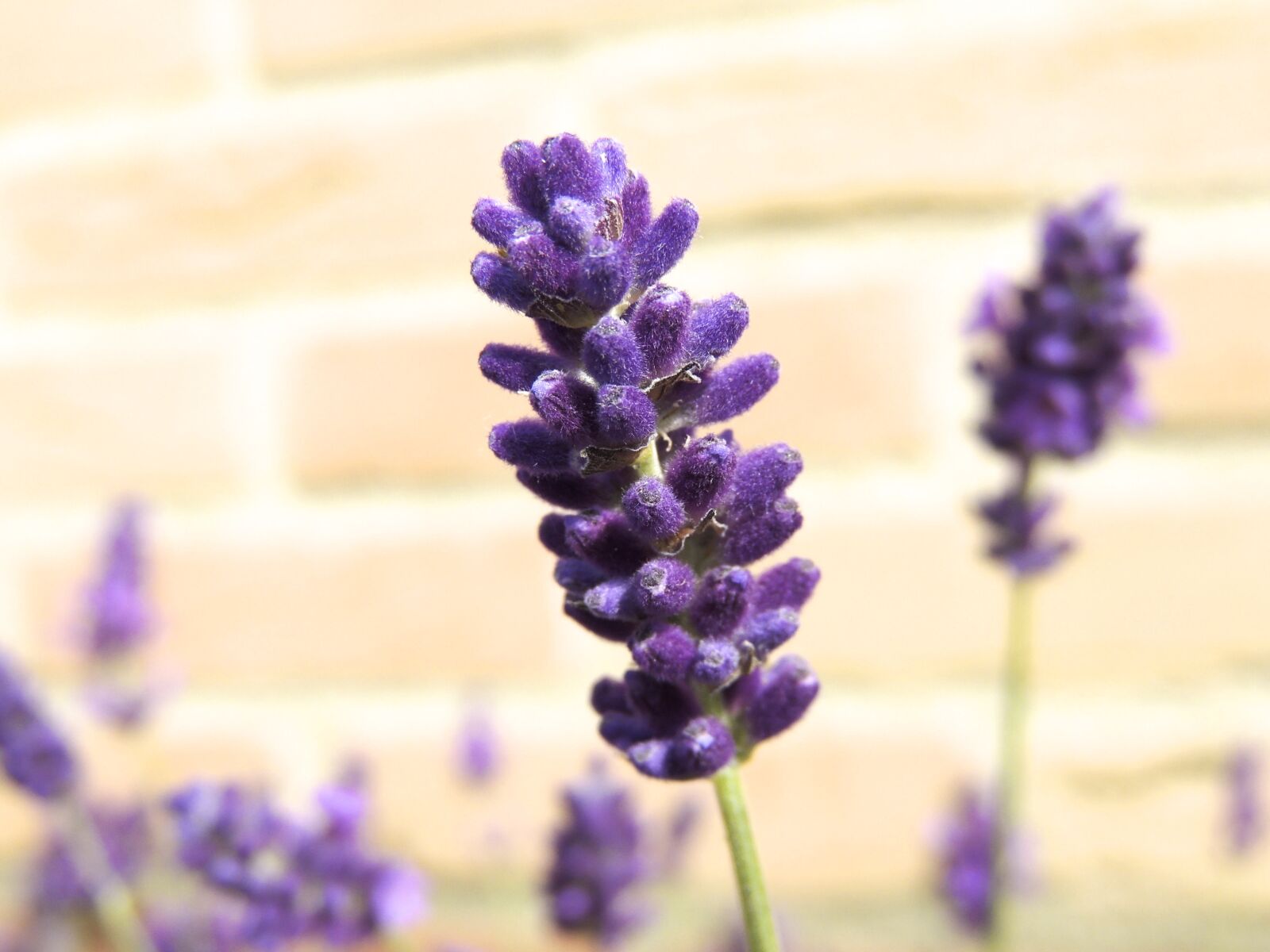 Nikon Coolpix P510 sample photo. Violet, blossom, bloom photography