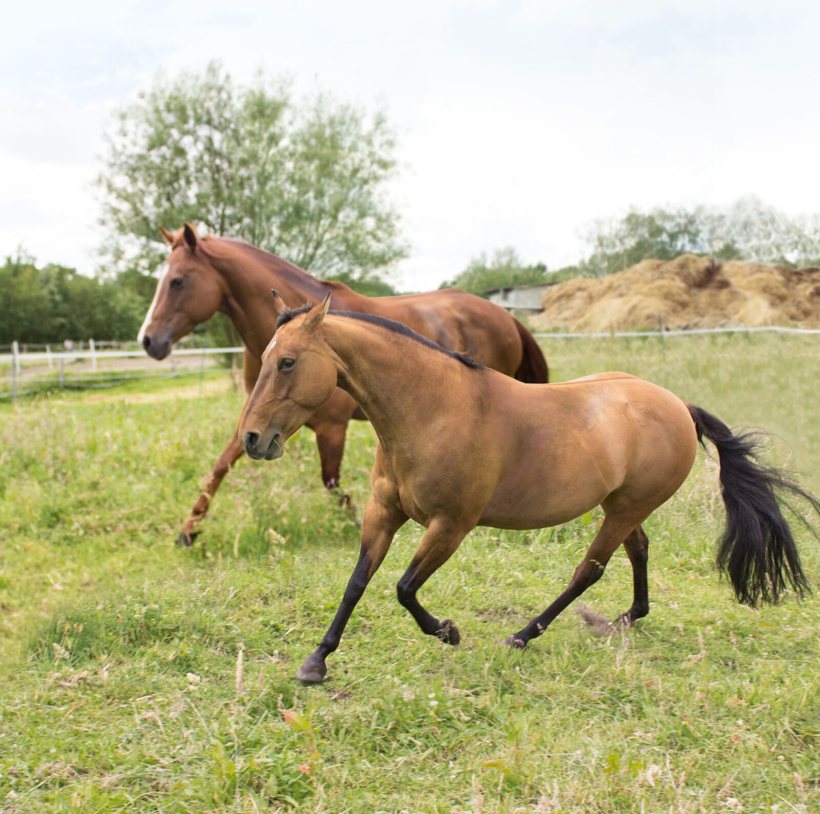 Canon EOS 600D (Rebel EOS T3i / EOS Kiss X5) sample photo. Paddock, horses, pasture photography