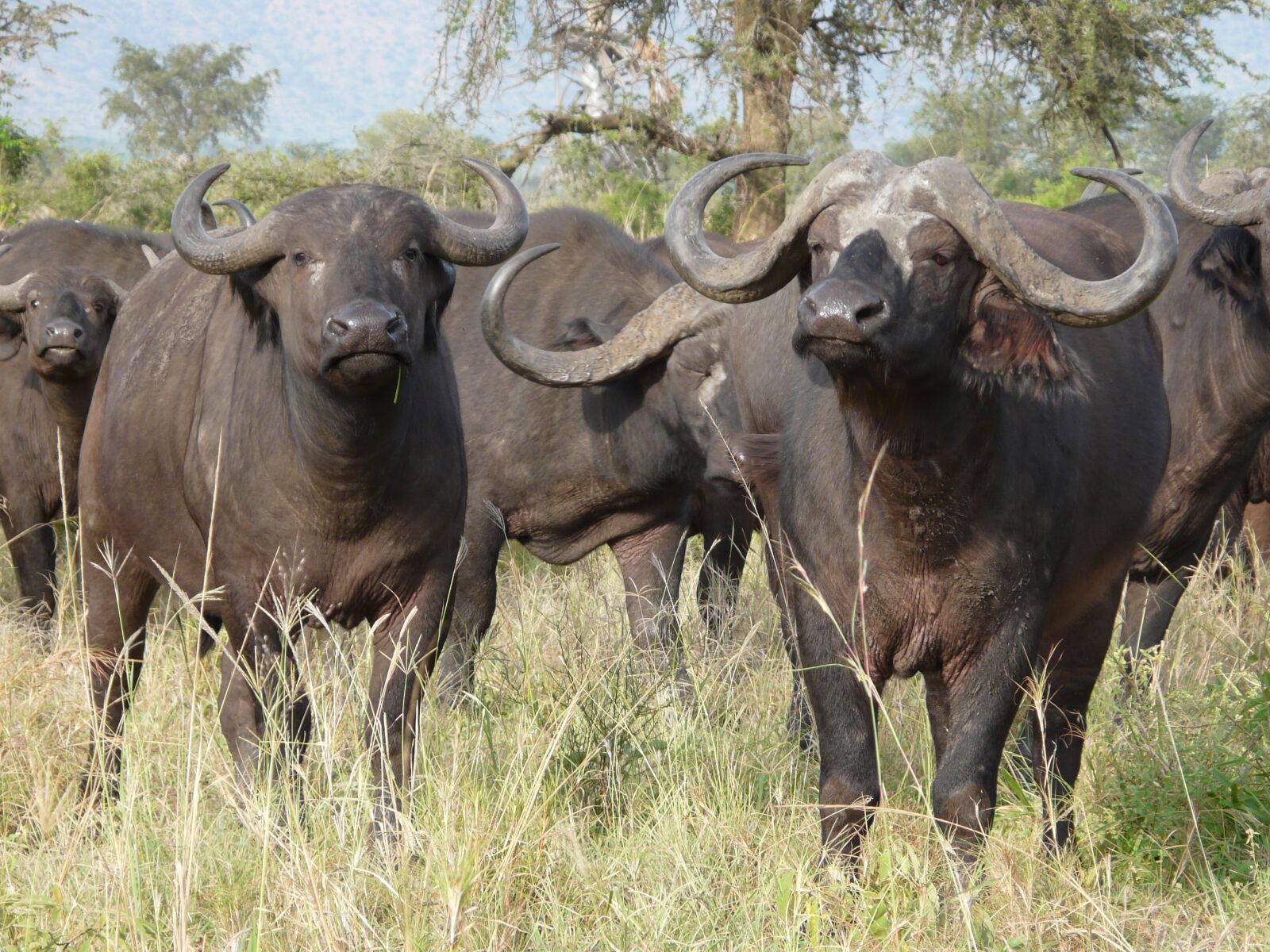 Panasonic DMC-FZ18 sample photo. Cape buffalo, africa, wildlife photography
