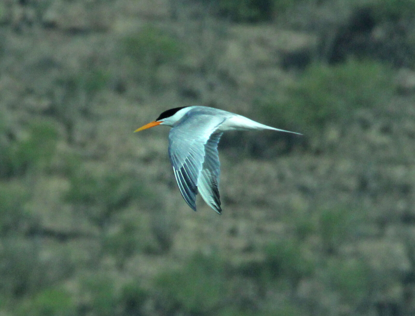 Canon EF 300mm F4L IS USM sample photo