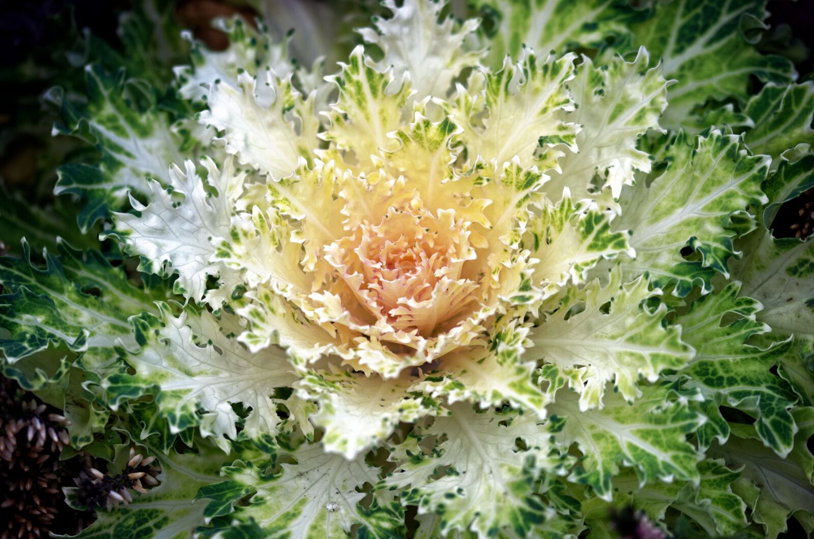 Nikon D5100 sample photo. Plant, decorative, white photography