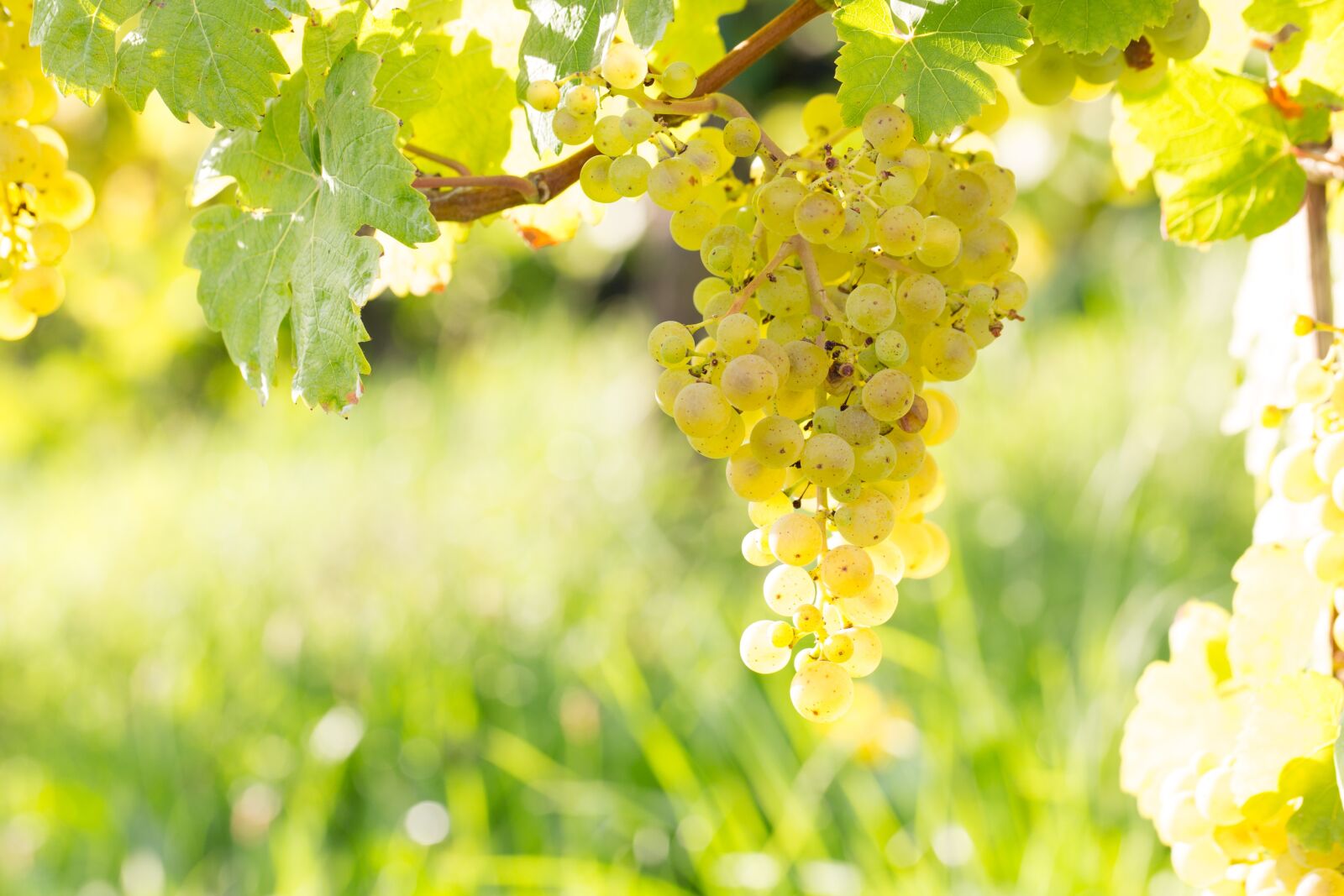 Canon EF 100mm F2.8L Macro IS USM sample photo. Grape, wine, vine photography