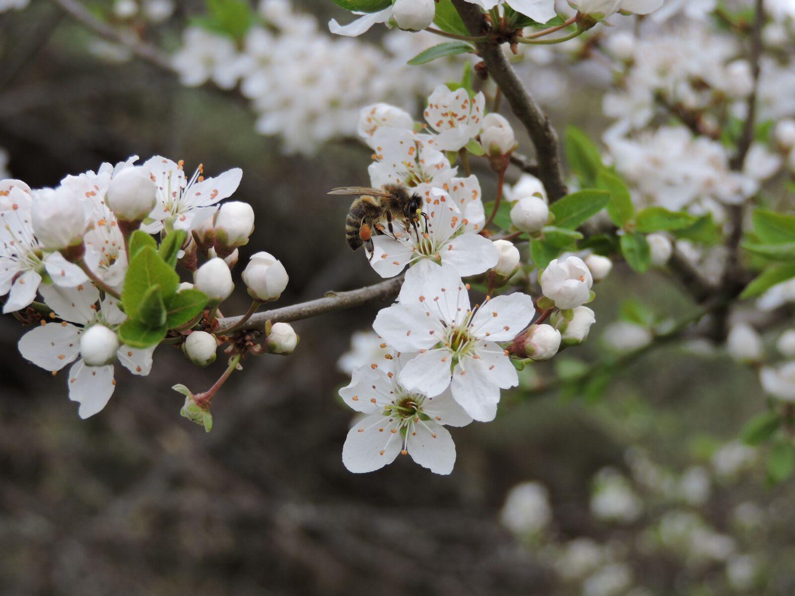 Nikon Coolpix P530 sample photo. Flowers, tree, spring photography