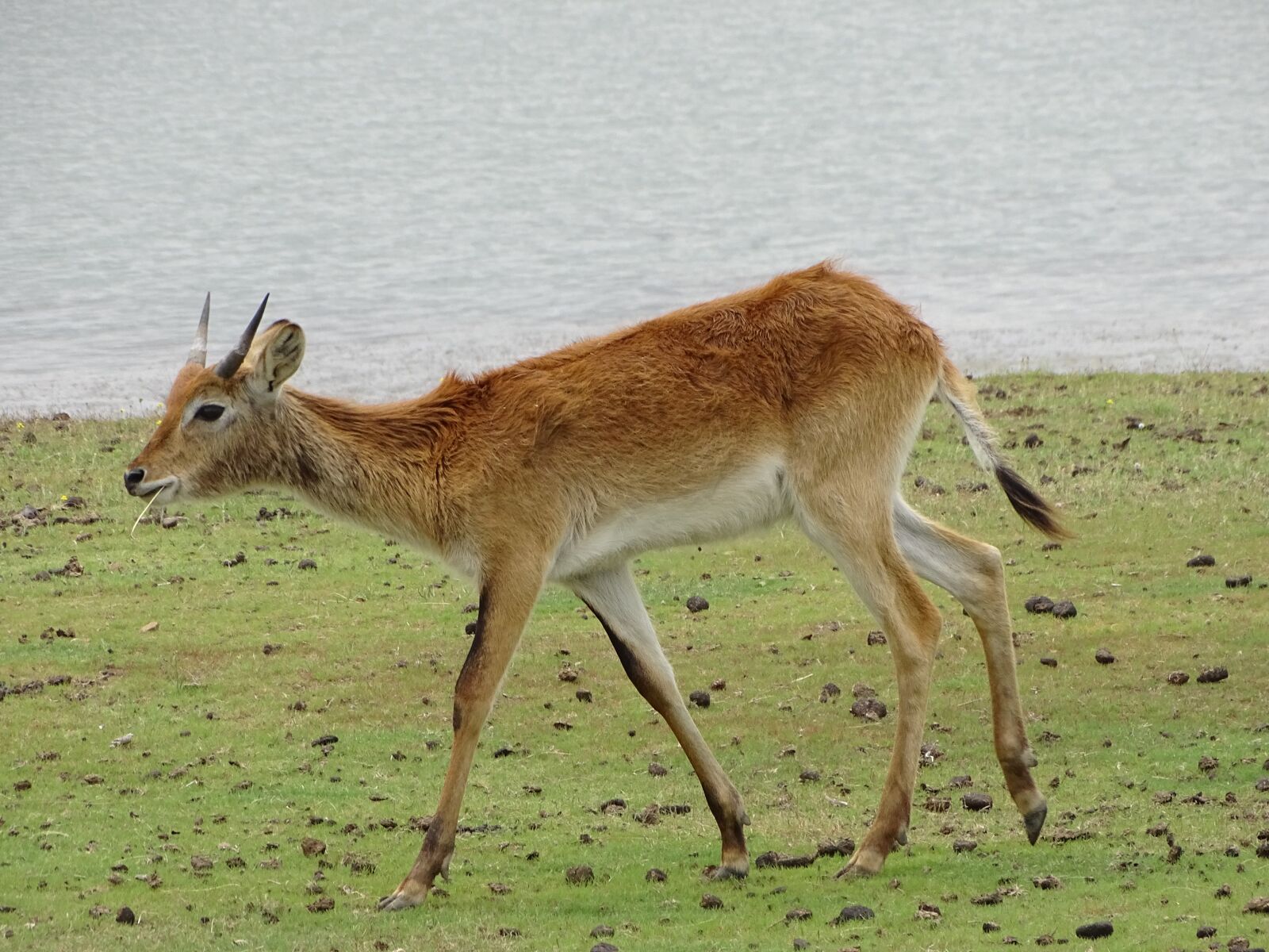 Sony Cyber-shot DSC-HX400V sample photo. Lechwe, lechwe bull, young photography
