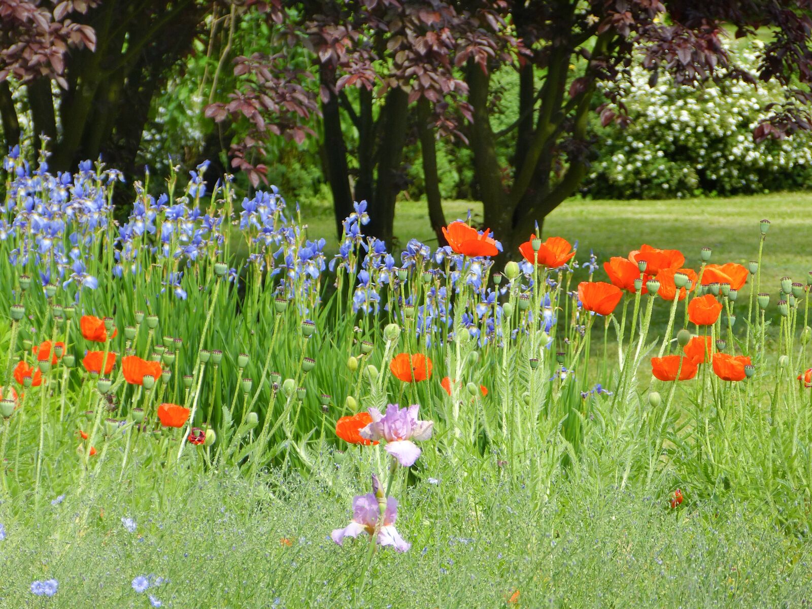 Panasonic Lumix DMC-FZ150 sample photo. Meadow, nature, flower photography