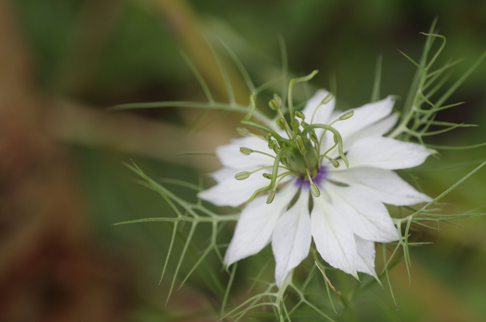 Pentax K-5 sample photo. Nigella, flower, summer photography