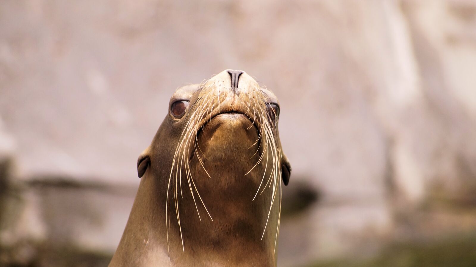 Sony SLT-A58 sample photo. Sea ​​lion, animals, nature photography