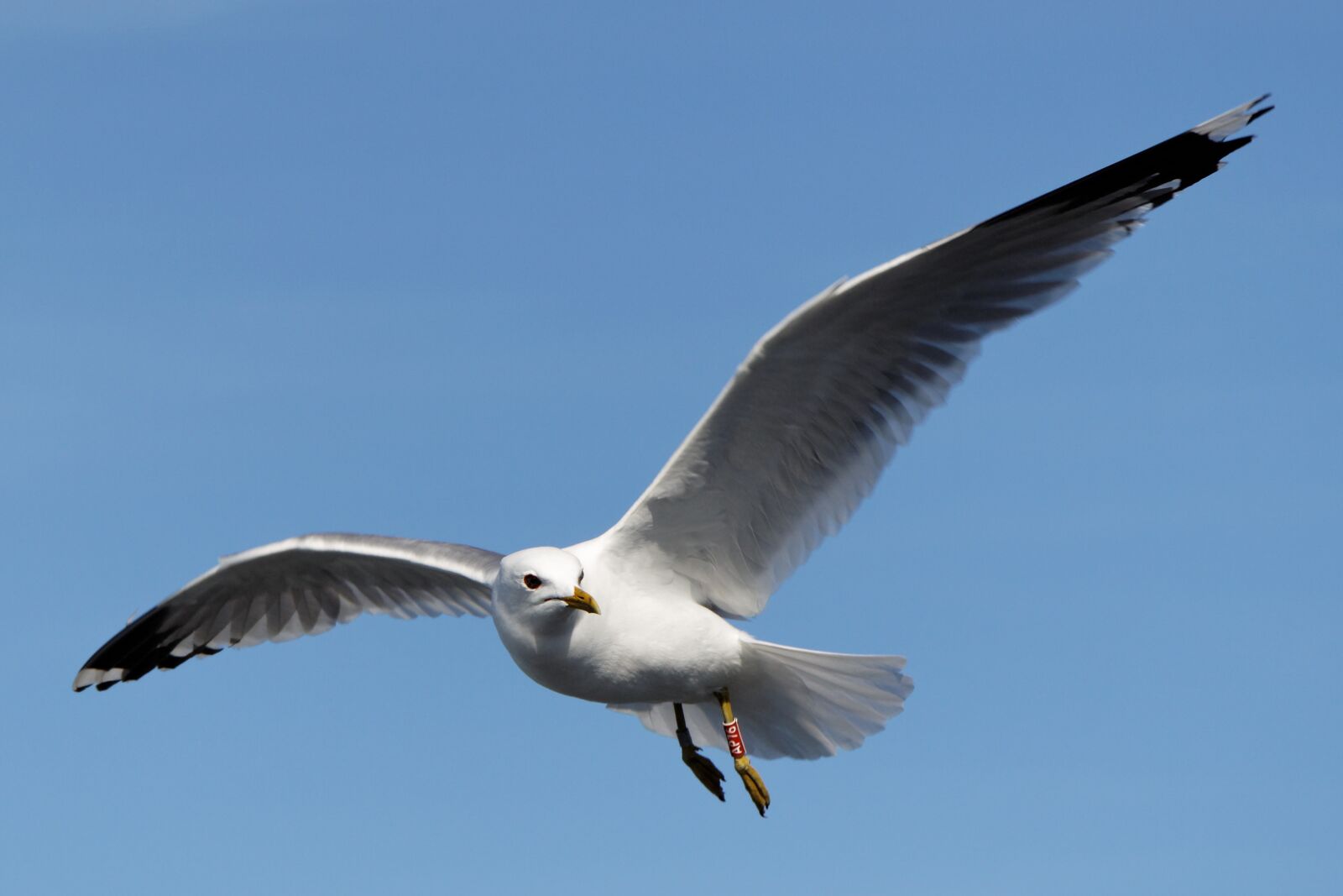 Canon EOS 50D sample photo. Flying seagull, flying, seagull photography