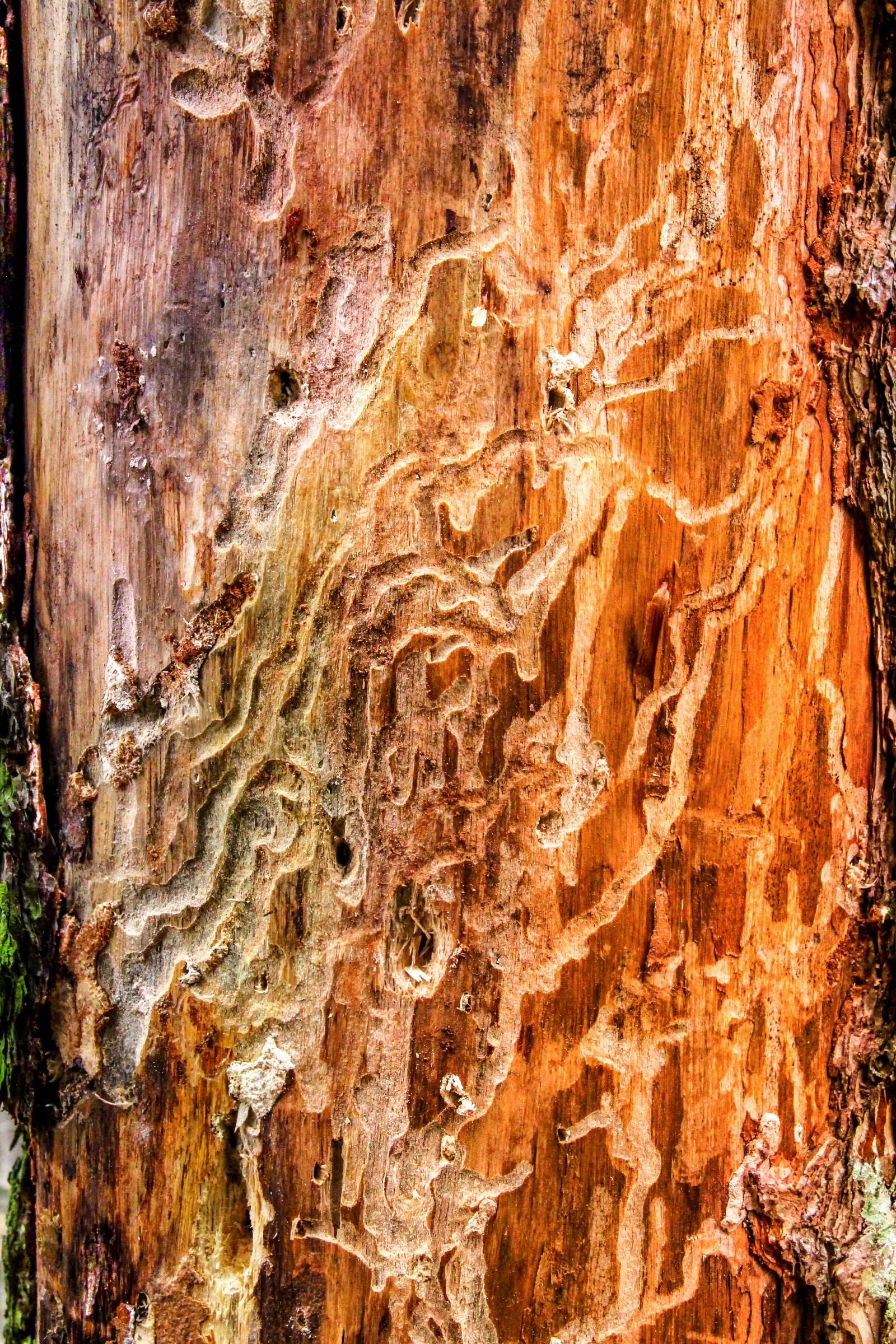 Canon EOS 550D (EOS Rebel T2i / EOS Kiss X4) sample photo. Nature, bark beetles, wood photography
