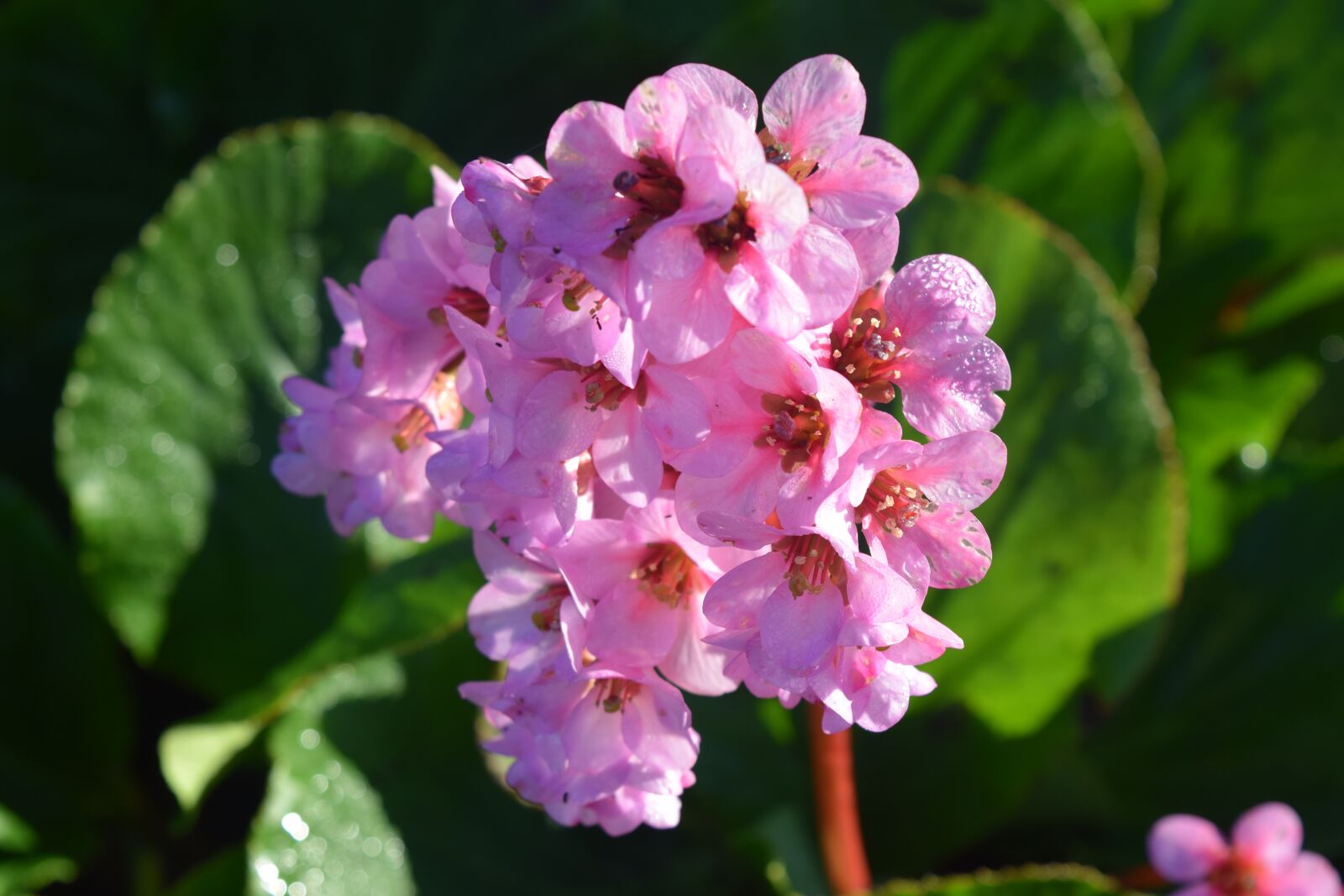 Nikon D5300 sample photo. Pink flowers, green leaves photography