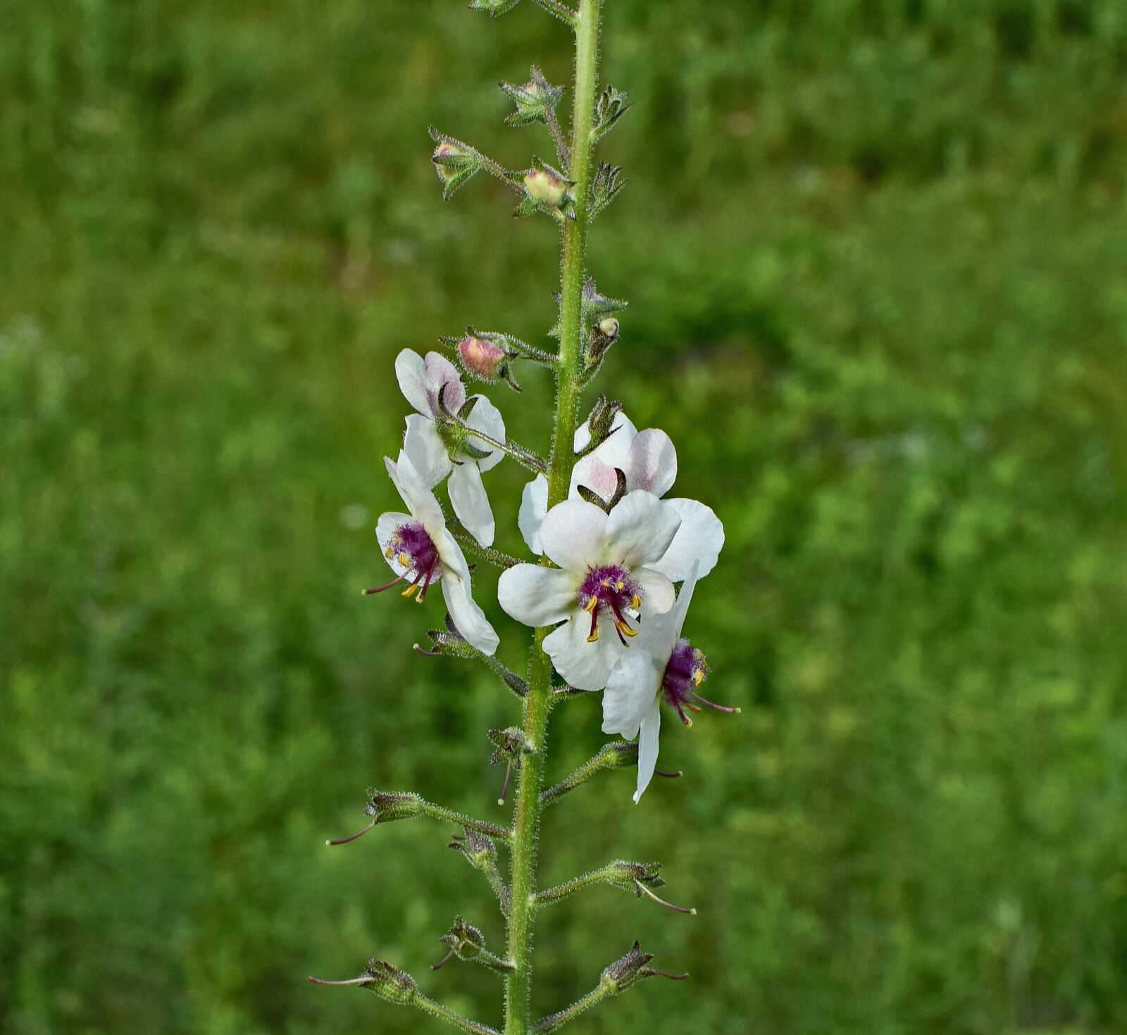 Nikon D3300 sample photo. Marsh mallow, flower, blossom photography