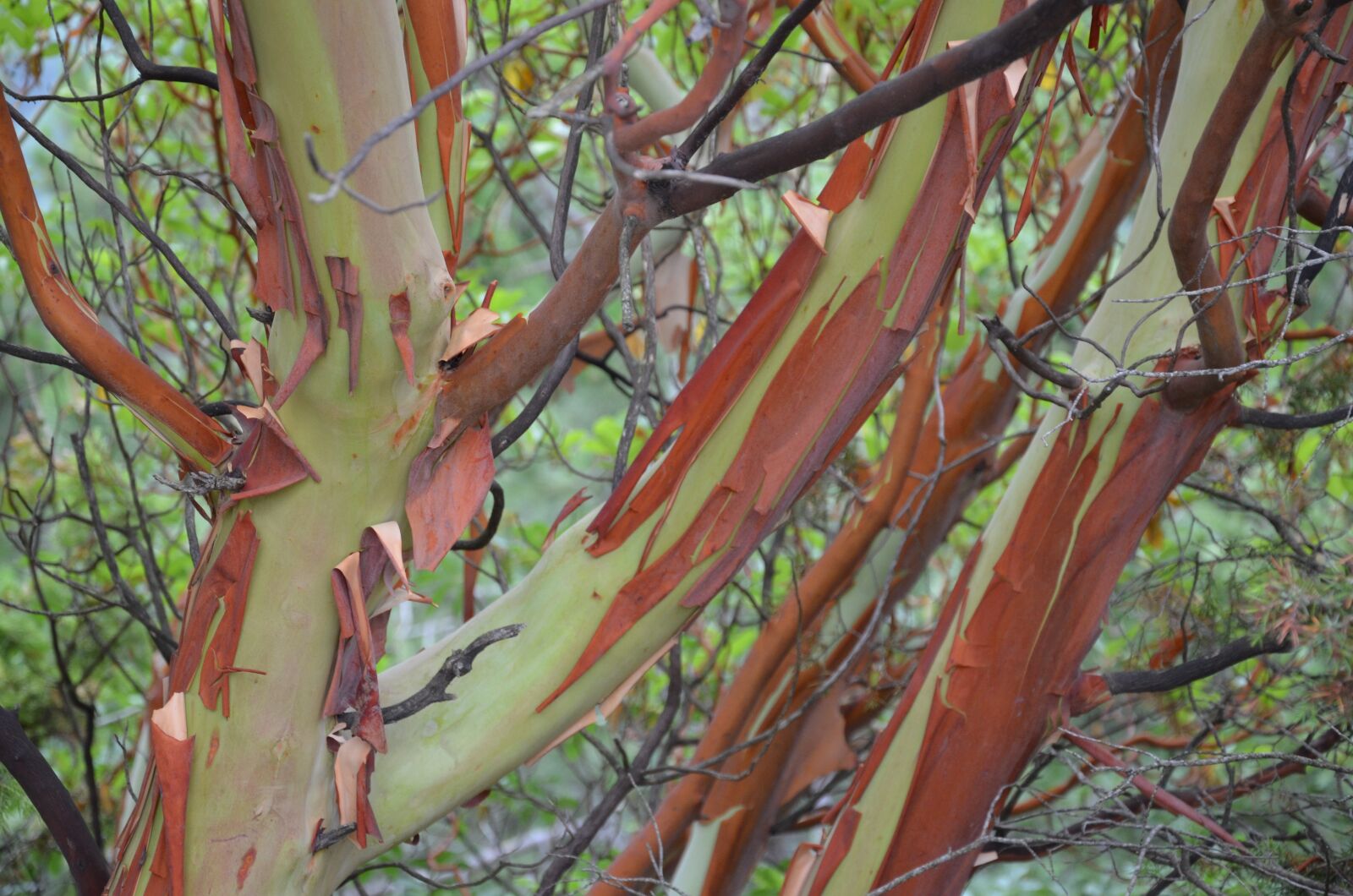 Nikon D5100 sample photo. Autumn, mood, leaves photography
