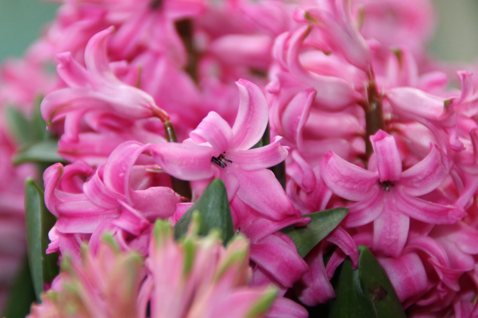 Canon EOS 1100D (EOS Rebel T3 / EOS Kiss X50) sample photo. Plant, hyacinth, garden photography