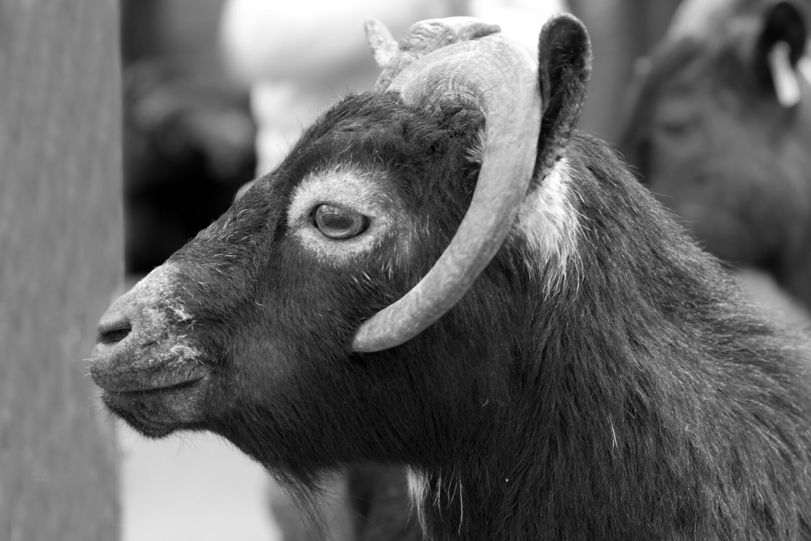 Canon EF 70-200mm F2.8L IS USM sample photo. Black and white, goat photography