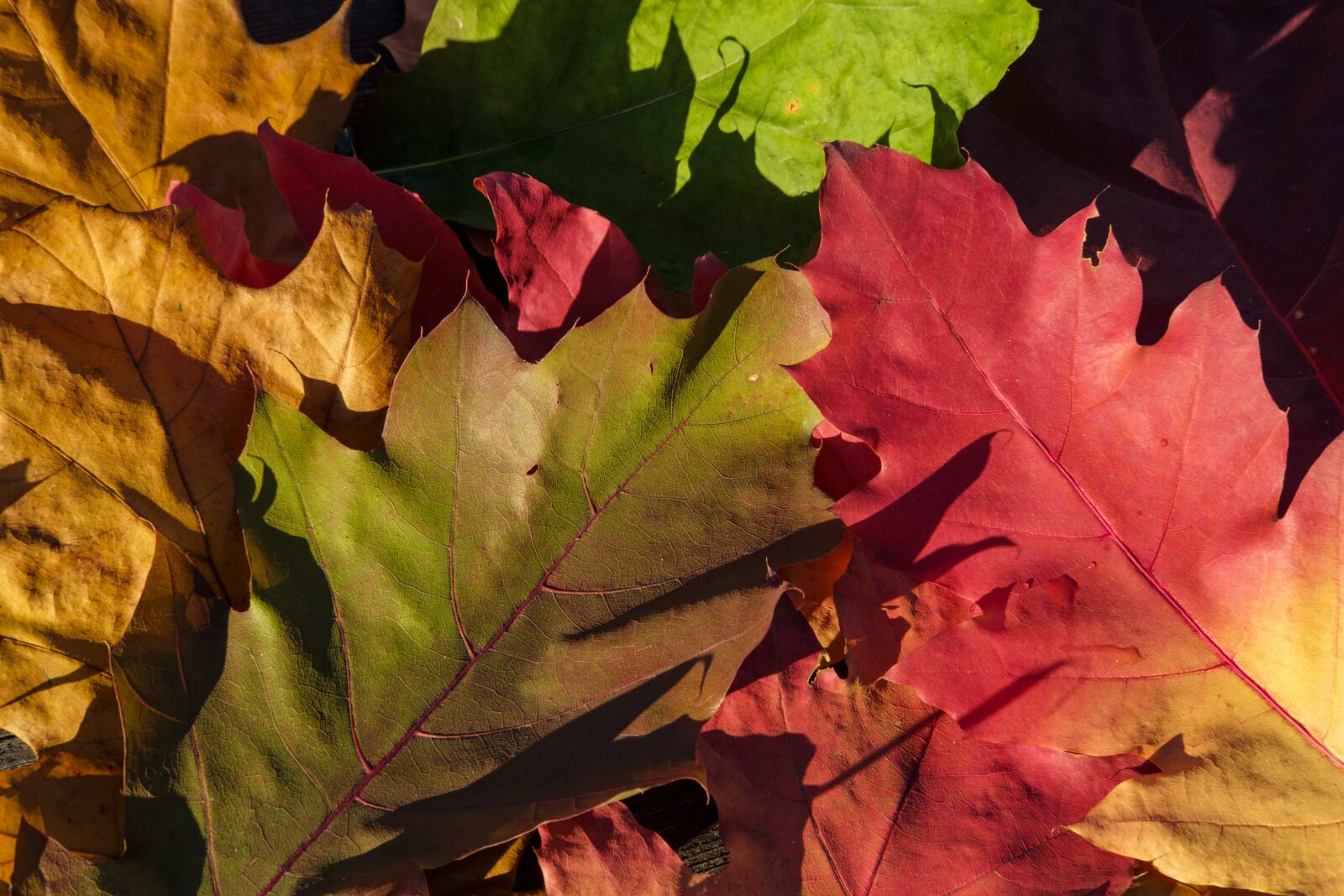Fujifilm X-T2 + Fujifilm XF 35mm F2 R WR sample photo. Leaf, colorful, color photography