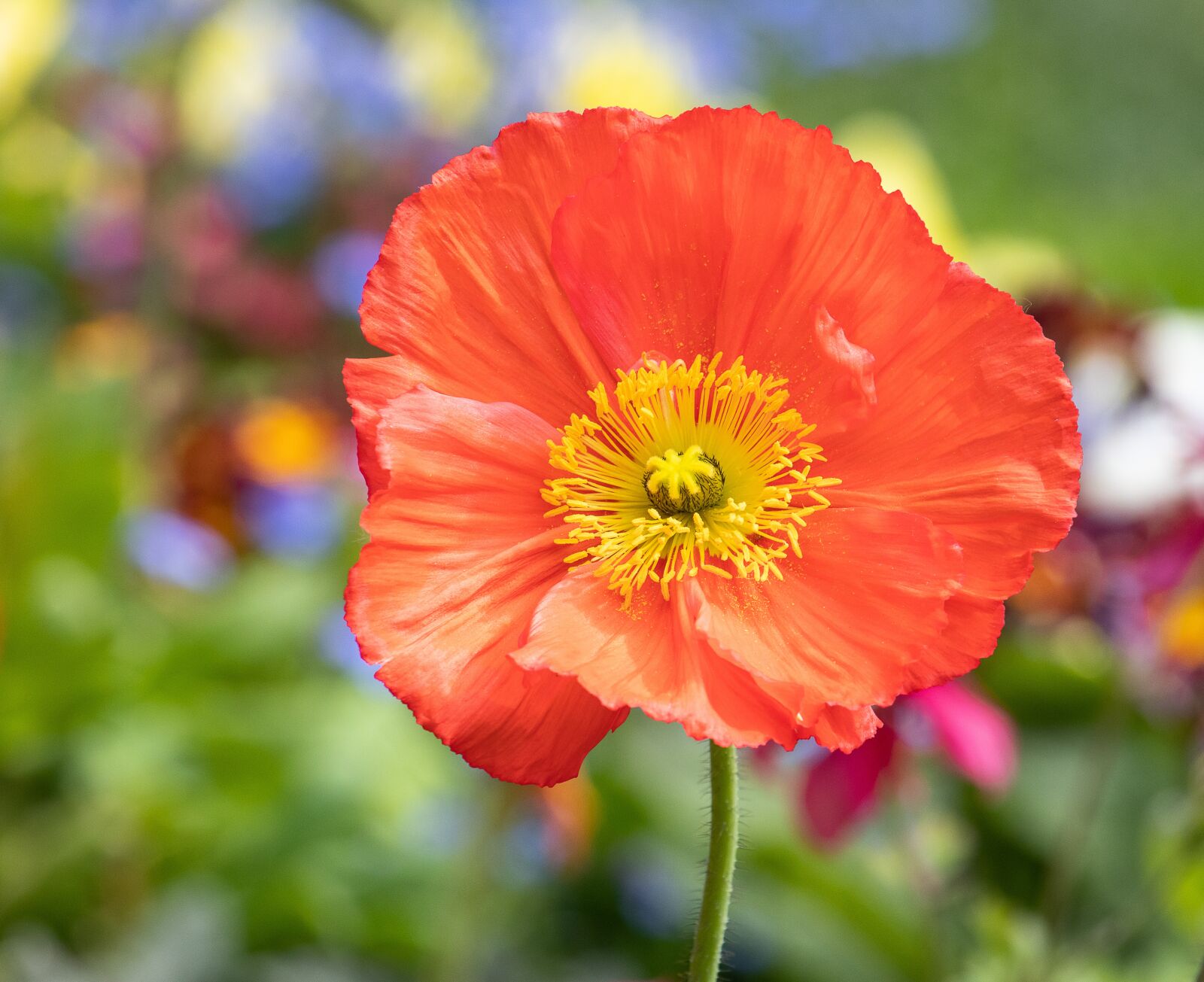 Canon EF-S 55-250mm F4-5.6 IS STM sample photo. Poppy, plant, flower photography