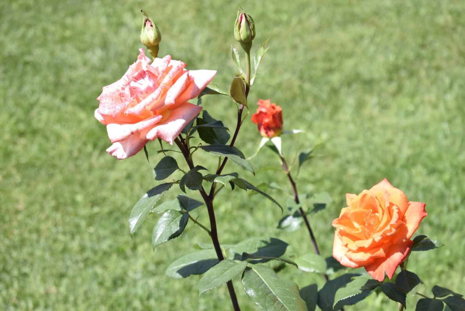 Nikon D3300 sample photo. Two roses, pink rose photography